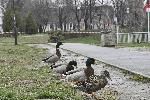 София - Затворени паркове - Мерки срещу COVID-19