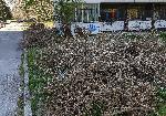 Варненци се оплакват от непочистени клони вече две седмици