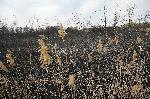Село Негован, София - Последици след пожар на сухи треви и храсти