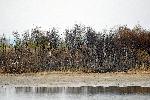 Село Негован, София - Последици след пожар на сухи треви и храсти