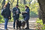 Столичен инспекторат с проверка на домашните кучета в парковете