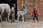 Варна - Малко камилче