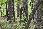София - Извънредно положение - Ден преди отварянето на парка Витоша за разходки