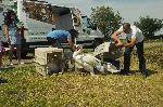 Бургас - Освободени лебеди в езерото Вая