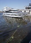 Луксозни яхти плуват във фекални води на Морска гара Варна