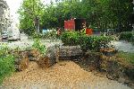 Бургас - Паднало старо дърво