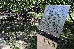 Варна - Кривото дърво