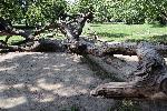 Варна - Кривото дърво