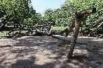Варна - Кривото дърво