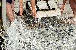 Белене - Зарибяване с моруна на река Дунав от WWF България