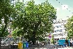 СОФИЯ - URBATHON FEST - Вековна черница, известна като Дървото на Левски, на мястото на Мановия хан
