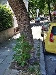 Варненец си засади домати на улицата