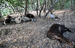 Димитровград - Замърсена вода от колектор, вливащ се в река Марица