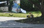 София - Декларация на гражданите, окупирали Орлов мост