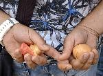 Замеряха Мая Манолова с яйца на плаж Кабакум край Варна