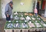 Ахтопол - Рибари - Улов