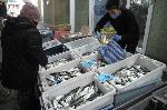 Бургас – Двойно пада цената на чернокопа на пазара в Бургас