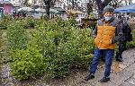Въпреки карантината интересът към коледни елхи във Варна не намалява