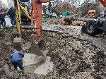 Варна - Паднало дърво