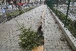 Пропадна тротоарът при Медицинска академия
