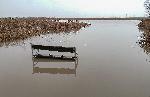 Костинброд - Мъртва риба