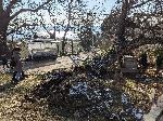 Огромно дърво се стовари на входа на морската градина във Варна