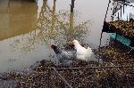 с.Димчево,общ.Бургас - Наводнение