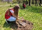 БЧК активисти засадиха дръвчета във Варна
