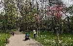 Варна - Японски вишни