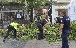 София - Паднало дърво