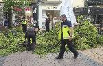 София - Паднало дърво