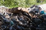 Сливница - Защитена местност Алдомировско блато - извърлени незаконно отпадъци