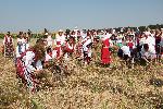 Село Гурково - Празник на жътварската песен
