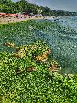 Варна - Водорасли по плажа