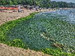 Варна - Водорасли по плажа