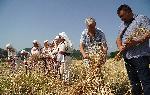 Село Рабово, община Стамболово – Начало на жътвата на хански лимец