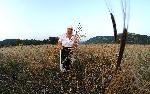 Село Рабово, община Стамболово – Начало на жътвата на хански лимец