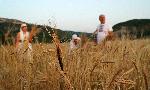 Село Рабово, община Стамболово – Начало на жътвата на хански лимец