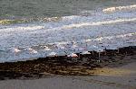 Бургас-плаж покрит с водорасли