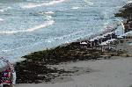 Бургас-плаж покрит с водорасли