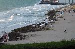 Бургас-плаж покрит с водорасли