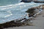 Бургас-плаж покрит с водорасли