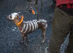 Лондон - Day of the dead
