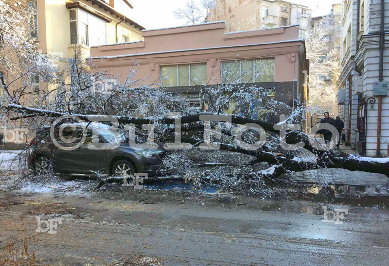 Снегът и силния вятър събориха дърво върху автомобил в центъра на столицата