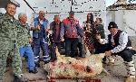 Село Свирачи - Коледа - Печено прасе - Традиция