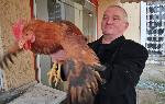 Варна - Росен Марков с петела Гришо