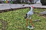 Варна - Мартенска украса