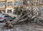 Огромно дърво се стовари върху жилищен блок във Варна