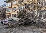 Варна - Паднало дърво
