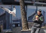 Градска джунгла